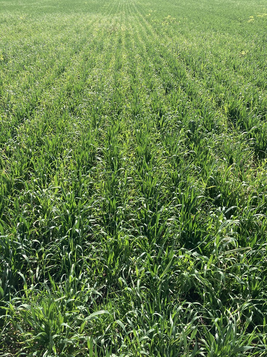eyres_N's tweet photo. @Bayer4CropsAU @EldersLimited field demo showing good crop safety this year
2 years NIL disturbance, regenerating pasture fb. #discsown wheat through a biserulla residue. #mateno certainly punching on wild oats.
No surprise, different weeds popping up under no cultivation https://t.co/bh8pzW3kHw