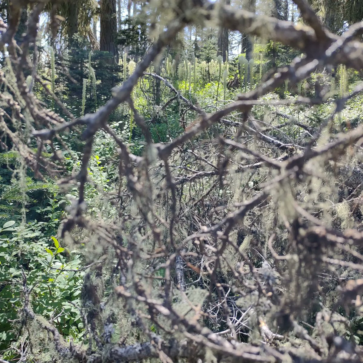 BucCoachHelen's tweet photo. Beautiful afternoon on Mount Spokane. Such a peaceful hike with Beau. #PNW #nearnature https://t.co/oGredtUmsR