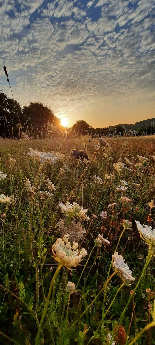 akajools's tweet image. Good morning  from great missenden in  Buckinghamshire  x