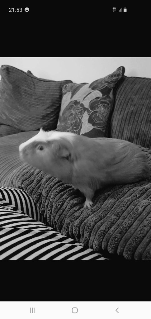 gp_gsd's tweet photo. Was a sad day yesterday as our beloved wee Ollie grew his angel wings and passed over the rainbow bridge 🌈 
We hope he's gone to meet with his lovely Peaches to rest in peace and love, we miss you little one
💔😪💔 XXX https://t.co/aLk20f5Bvq