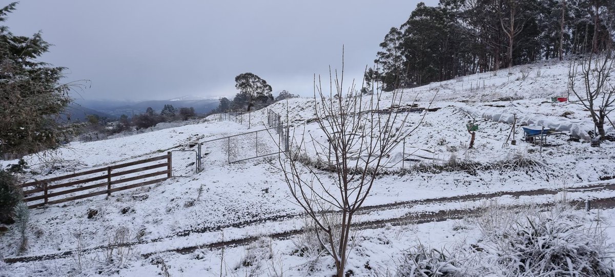 DownSouthFarm's tweet photo. This morning's snow looking down towards Hartz Peak which is of course completely invisible #tasweather #snow https://t.co/6BFypsUGo7