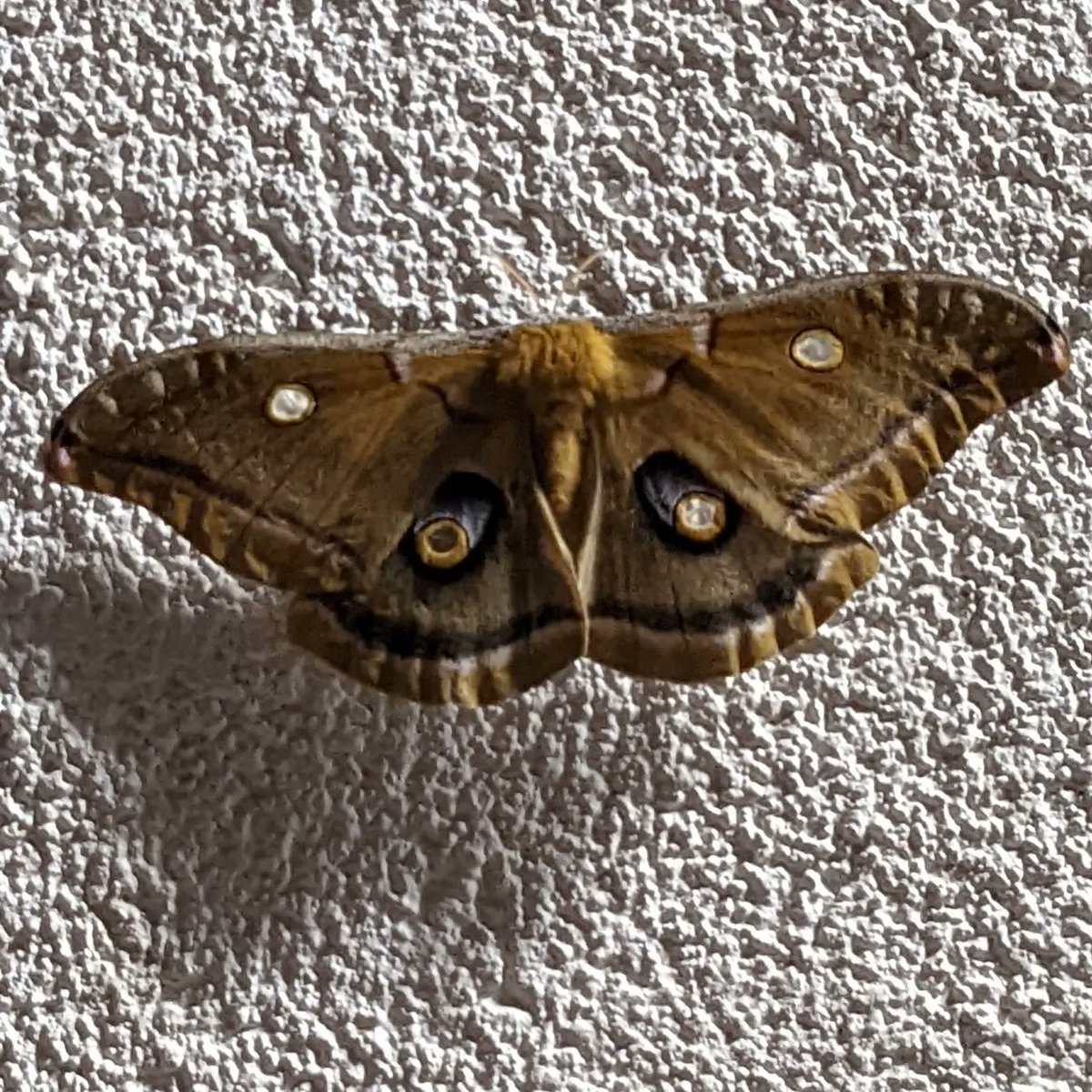 TeamTemp0's tweet photo. Found this homie today! Definitely the biggest moth I've EVER seen in my life! I don't even know if it's actually a moth or some hybrid haha wow #nature #flyingcreatures https://t.co/KpzB4rx92R