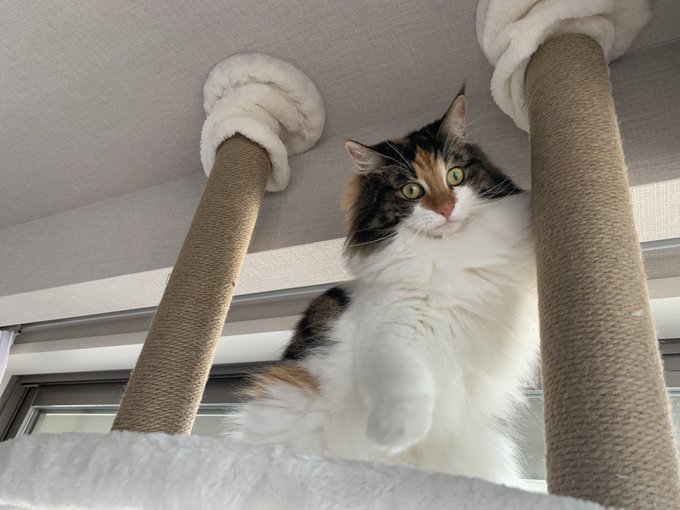 でかいキャッツタワーを買ったよ 