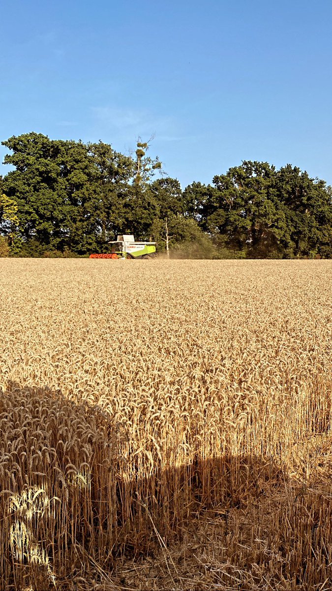 La moisson ce termine ici dans les Côtes d’Armor 
De très bon rendement! surpris au vue du sec et des conditions climatiques 😃👍🏻 
Blé moyenne à 80qtx 
Colza 42qtx 
7jours 👉🏼140hectares