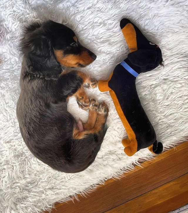 Hanging out with a friend I made at grandpa’s house 🐾 📸 @minidoxie_miles
