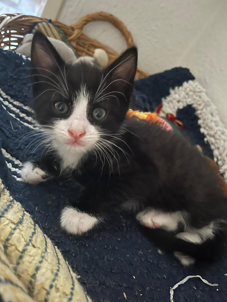 Dieser kleine Kerl wird ab Mittwoch Sherlocks neuer Kumpel 😻