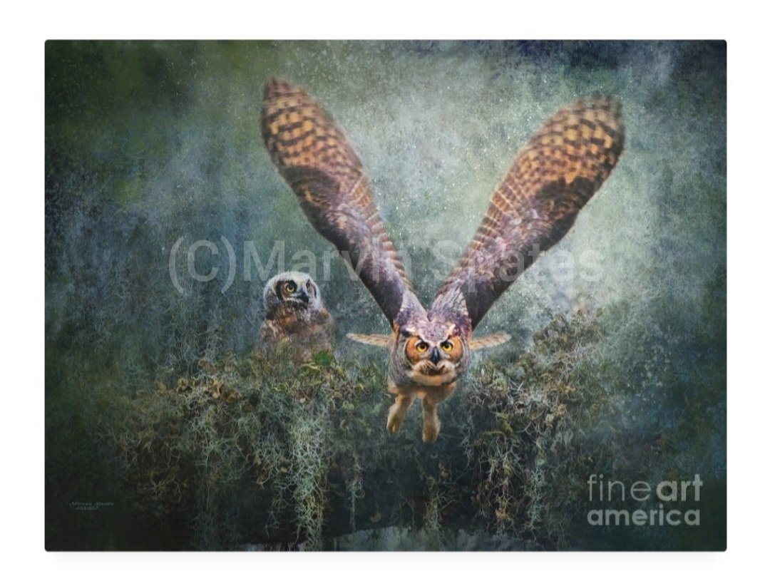 marvin_spates's tweet photo. "Mom Flies" as baby looks on in amazement! An amazing in-flight photo as mom leaves the nest! Looks beautiful as a metal print!
My website https://t.co/pOjmlTR5Nu
#owls #birds #Greathorned #owllet #Birdsofprey https://t.co/rymbppDt0f