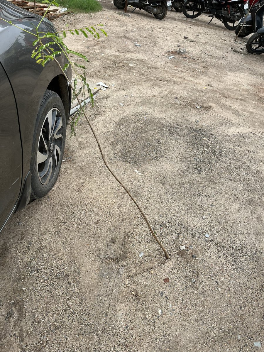 tapn90's tweet photo. Please keep a Tree Guard after planting tree to protect them. @VMCVadodara near Shiv Kunj Hotel , airport road, opposite Harni Hanuman Temple, Harni, Vadodara, https://t.co/zRissCPCaR