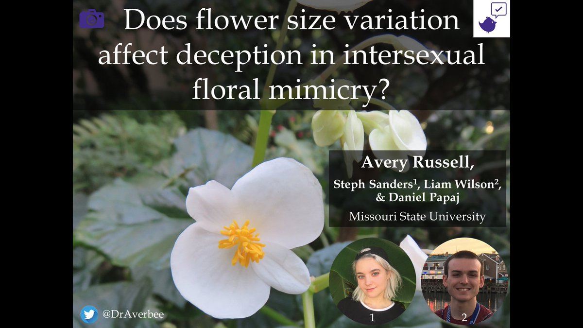 Avery Russell @draverbee.bsky.social (@draverbee) on Twitter photo The #RussellLab will be at #ABS2022! <a href="/AnimBehSociety/">Animal Behavior Society</a>
3 talks & 2 posters on bees, learning, pollen, & more! Check it out & hang out w/ us! Grads & undergrads! We're not all on twitter, but 3 presenters are! <a href="/jenny_bug14/">jen 🌿</a> <a href="/maggiebaymerry/">maggie</a> <a href="/AbbyMosher1/">Abilene Mosher</a>
<a href="/MissouriState/">Missouri State</a> <a href="/CNASatMSU/">CNAS at Missouri State</a> The #RussellLab will be at #ABS2022! <a href="/AnimBehSociety/">Animal Behavior Society</a>
3 talks & 2 posters on bees, learning, pollen, & more! Check it out & hang out w/ us! Grads & undergrads! We're not all on twitter, but 3 presenters are! <a href="/jenny_bug14/">jen 🌿</a> <a href="/maggiebaymerry/">maggie</a> <a href="/AbbyMosher1/">Abilene Mosher</a>
<a href="/MissouriState/">Missouri State</a> <a href="/CNASatMSU/">CNAS at Missouri State</a>