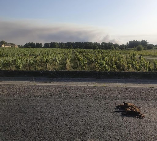 PartiAnimaliste's tweet photo. « Des oiseaux chassés de leurs nids par le feu, épuisés par un vol en zone enfumée, et tombés dans les jardins et les piscines. Des marcassins, chevreuils ou renardeaux percutés sur la route alors qu’ils sortaient du bois et fuyaient les flammes… » 

👉 https://t.co/tzINHcRITi https://t.co/o8q2KuRYLD