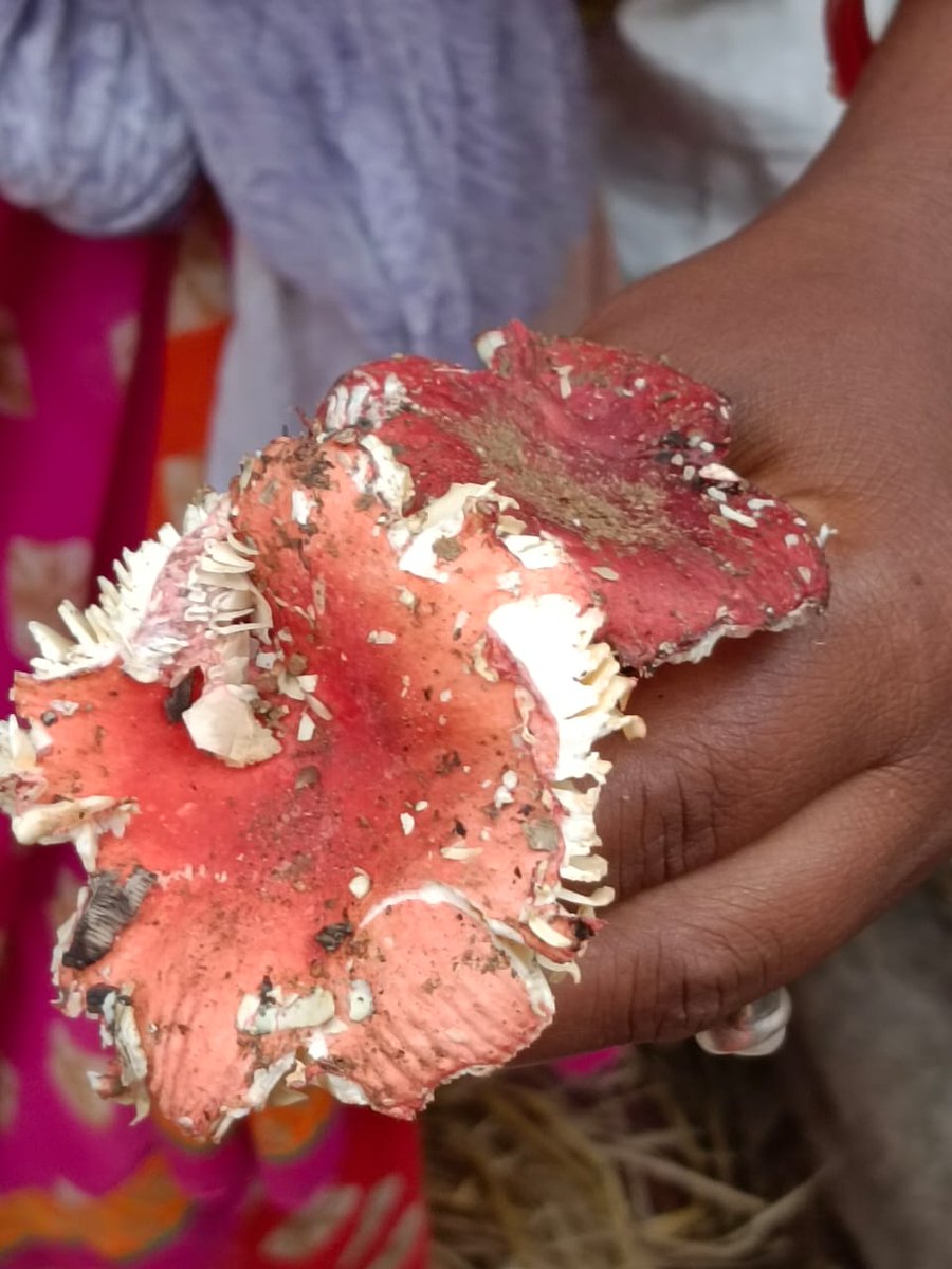 BiotechSanjeet's tweet photo. Wild edible #Mashroom of #Jharkhand and #Odisha.. #Nutraceuticals of #community. #sustainability #food #malnutration #foodproblems #UNDP #unep #UNESCO #wildfood #forest #forests #Forestry https://t.co/VKxOZGKjQ5