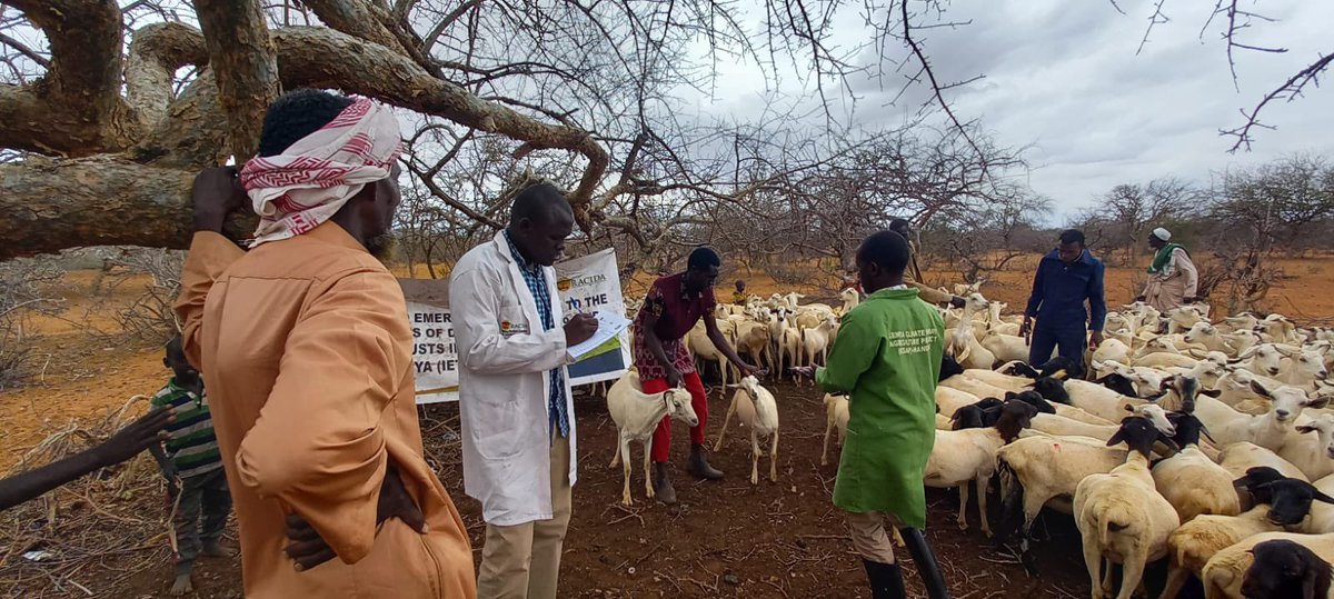 RACIDA_Ngo's tweet photo. Ongoing PPR mass vaccination in Mandera County by the livestock department with the support of RACIDA/BHA 

#LivelihoodSafeGuarding https://t.co/ofBYYmpJX3
