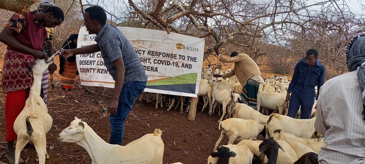 RACIDA_Ngo's tweet photo. Ongoing PPR mass vaccination in Mandera County by the livestock department with the support of RACIDA/BHA 

#LivelihoodSafeGuarding https://t.co/ofBYYmpJX3