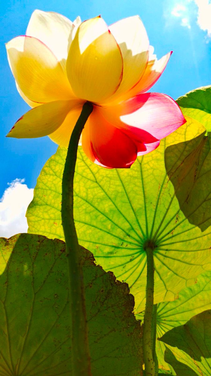 Search Blossoms