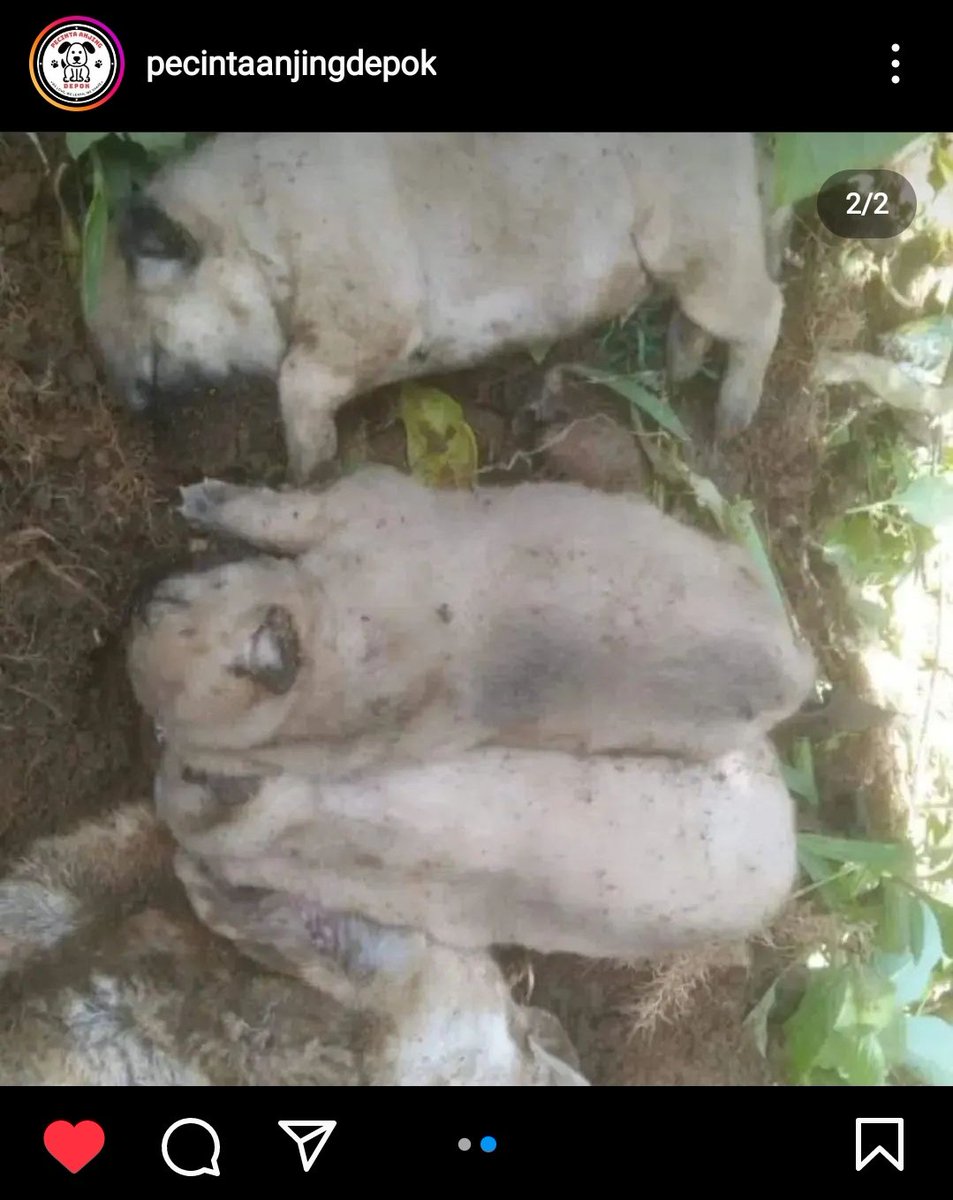 kenapa manusia bisa sejahat ini sih??
bantu UP kasusnya dong biar viral trus diproses <a href="/FunJunkies/">Maina ❤</a> <a href="/Sera9292/">Sera L. - help RT 📌 open adopt Jabodetabek 😽</a> <a href="/kofietubrok/">Sam dan secangkir</a> <a href="/seasaw0613/">Alina</a> <a href="/raviopatra/">Ravio Patra</a> <a href="/doggudoggu/">美</a> <a href="/NodaMembundle/">Mon Izin Pimpinan 🙏</a> @_carolineputri @KUCING_KEINARA <a href="/LiloliTOTO/">Tiga kucing penuh sensasi</a> <a href="/OnetNenew/">🍉OnetNenew, Babalam Baba, neng gimoy, caca Nureca</a> <a href="/Oli_Kingdom/">Gumpalan Bulu💔🥀🥀🥀</a>
