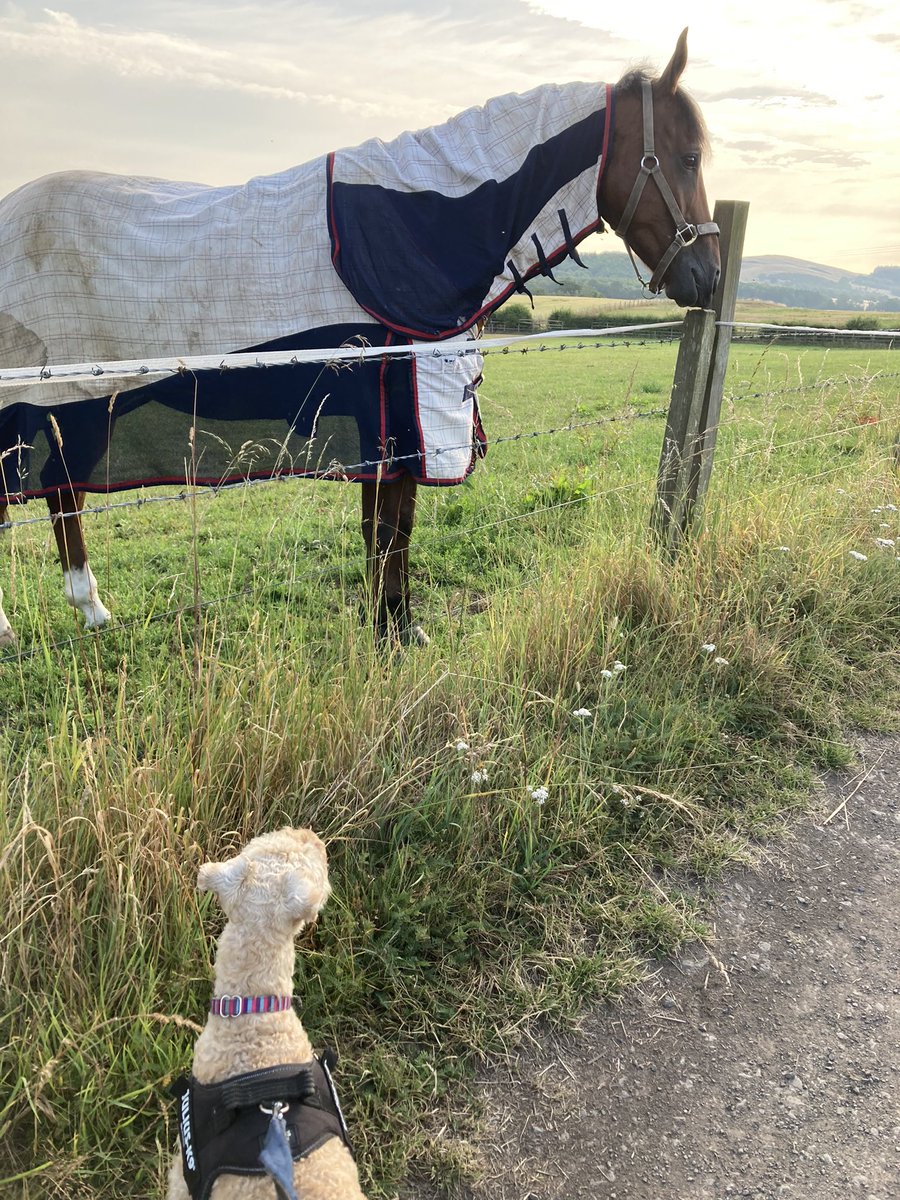 I made a new pal on my walk this morning. Pals, may I introduce Mr Horsey. He is very friendly ❤️❤️