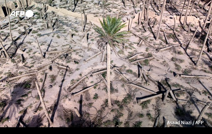 FarugMousa's tweet photo. #Iraq's date production has been blighted by conflict and #environmental challenges. The #date palm is the symbol and pride of Iraq https://t.co/dVRqEQh9Z2