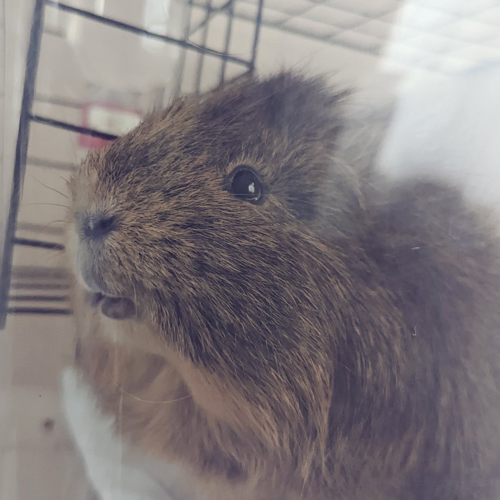 祝開店 大放出セール開催中 園子温映画全研究 １９８５ ２０１２ 松江哲明 モルモット吉田 著 Folhadetangara Com Br