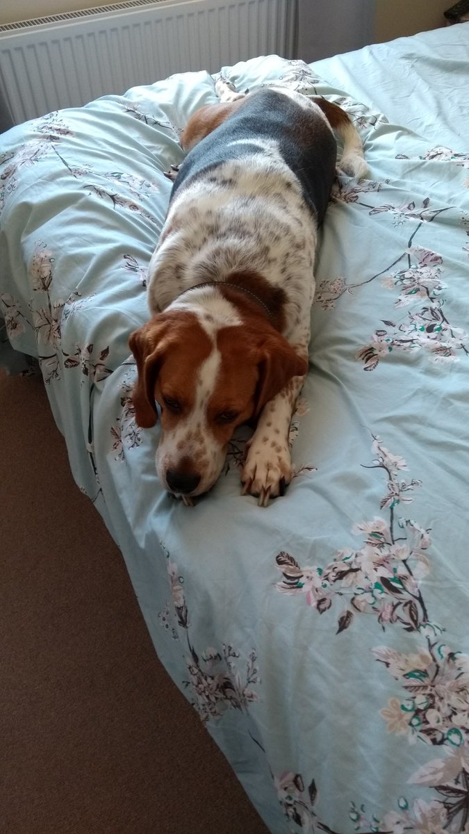 CurriganSc's tweet photo. #phonememory 5 years ago. My friend had been to stay, photo I sent her saying Toby was sad as she had gone https://t.co/sq0GbKHUFU