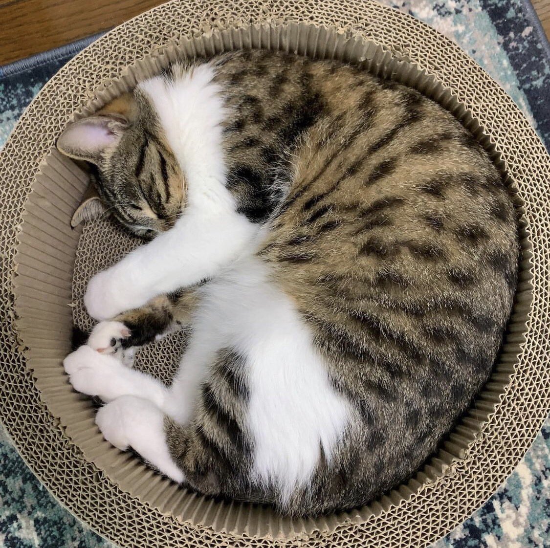 mona_cat_00's tweet photo. キレイに収まって寝てる🐱⭕️
  
#保護猫
#ねこ 
#猫がいる暮らし 
#猫好きさんと繋がりたい https://t.co/YPbIIoabLN