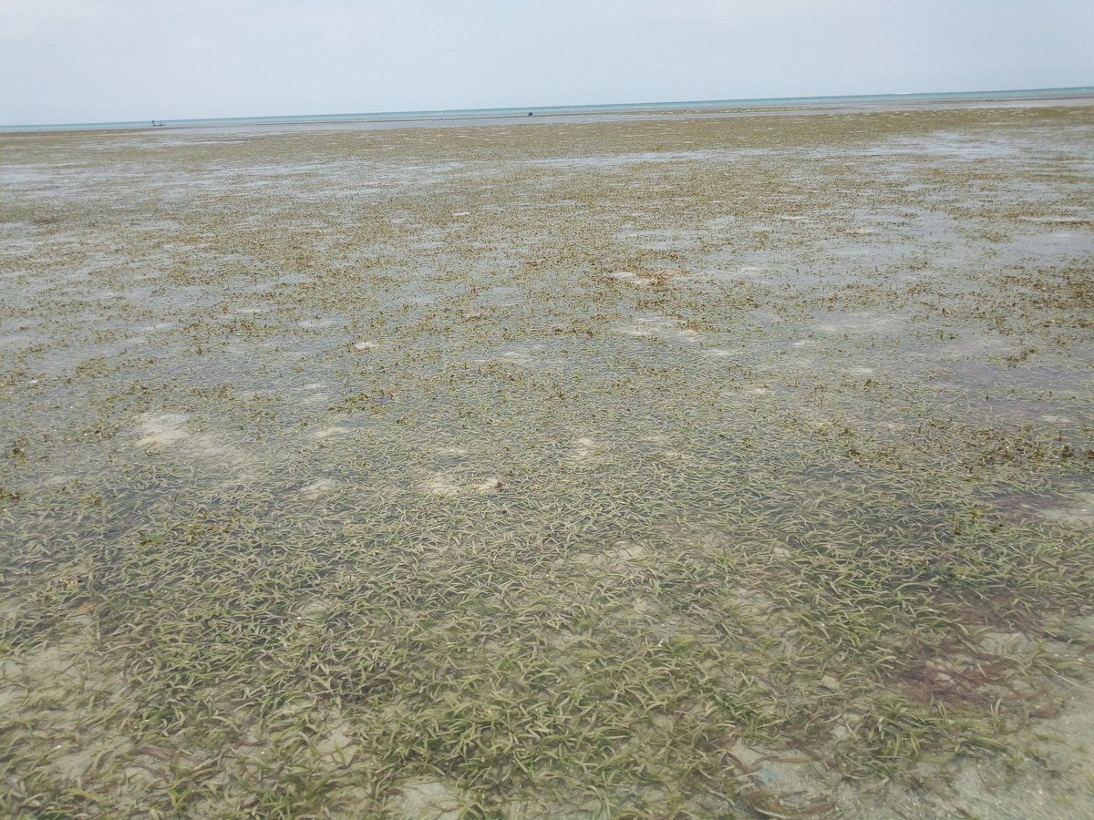 We say one seagrass photo a day keeps a doctor away :) 

We are back to our  #SeagrassMeadows and take a look at a shoot of one of our adopted Meadow 

#SeagrassUs #SeagrassOcean 
#Grassunderwaterproject  #Soalliance #SoaTz #GenerationRestoration #TeamSeagrass