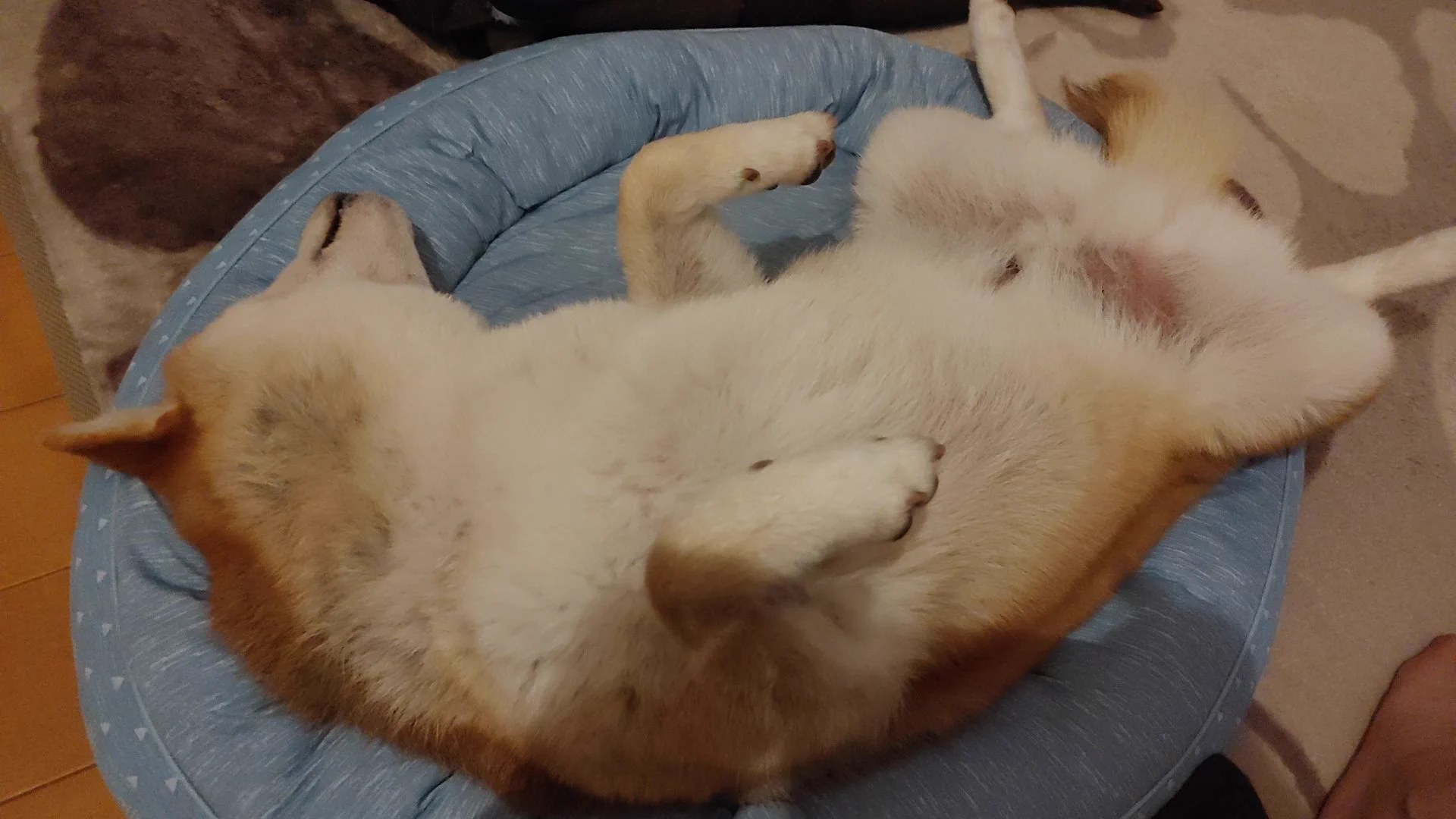 @K5dbZRmjNe77i5r へそ天の感じが好きです(笑)。
どこかを見てる、何もないのにってめちゃあります。不安そうな目で見つめられるとそっち見れないです💦 