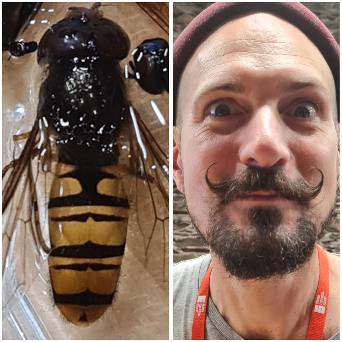 Thanks to <a href="/Tiffanecology/">Tiffany Heaver</a> for IDing the Marmalade Hoverfly and photographing it for me.

Can you see the little moustaches all down its thorax?
🥸🥸🥸🥸🪰
#spotthedifference