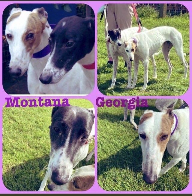 Big in stature &amp; in heart💖,Georgia &amp; Montana are 2 gentle sisters looking for a sofa (or 2) to curl up on, in a #FureverHome These girls are bonded sisters who must be #Rehomed together. They are a dream to walk &amp; V loving 💕More greyhoundrescuefife.com /call Celia 07826 244765