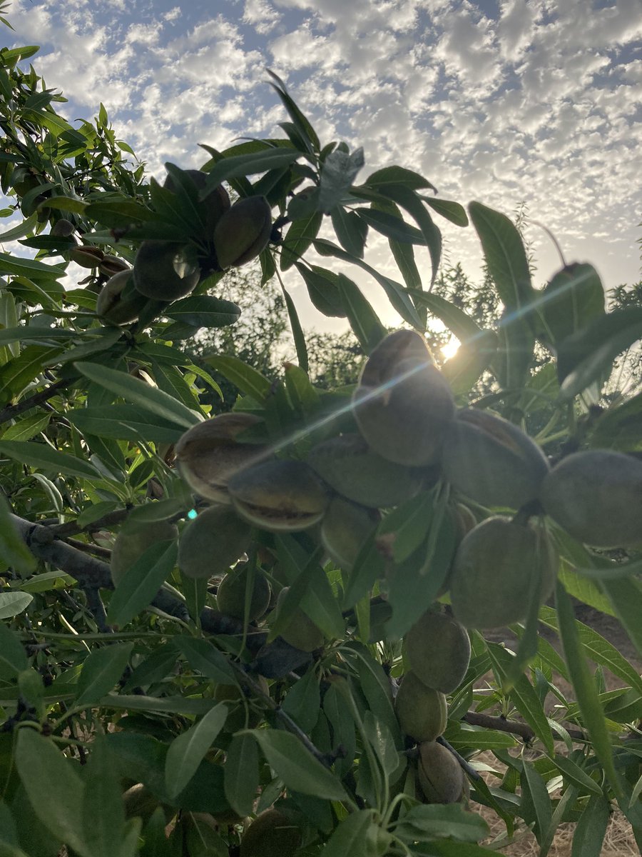 Ana_mandelfruit's tweet photo. … harvesting time is near‼️💪🎯 #amendoasfeitascomvagar #amendoasalentejanas #almondslovers #alentejolovers https://t.co/Uy6Frh8lBE