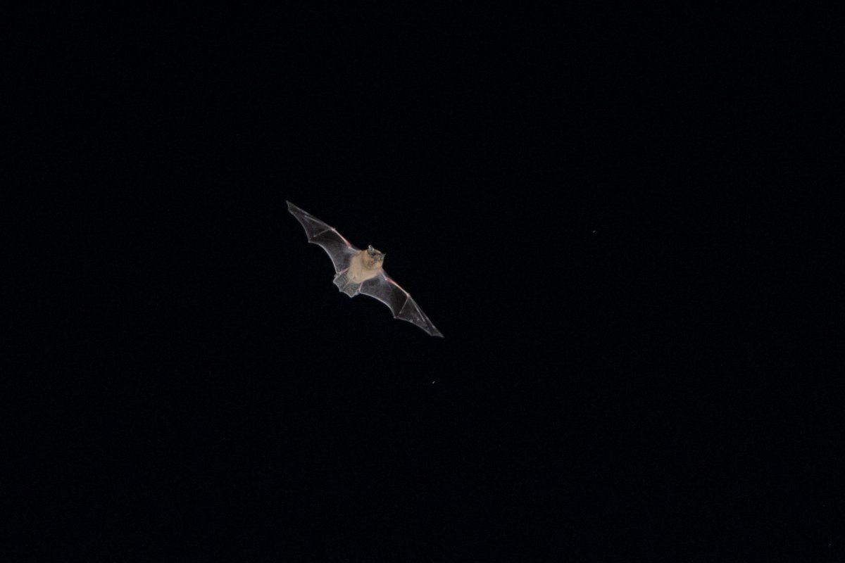 BF_Stubbs's tweet photo. Haven't seen the latest Batman movie yet but here is a bat flying over the garden in search of insects. #Wexmondays #photoofbat #bat #flyingbat #batinflight #batphoto #photographingbats https://t.co/sIEhpPn5ns