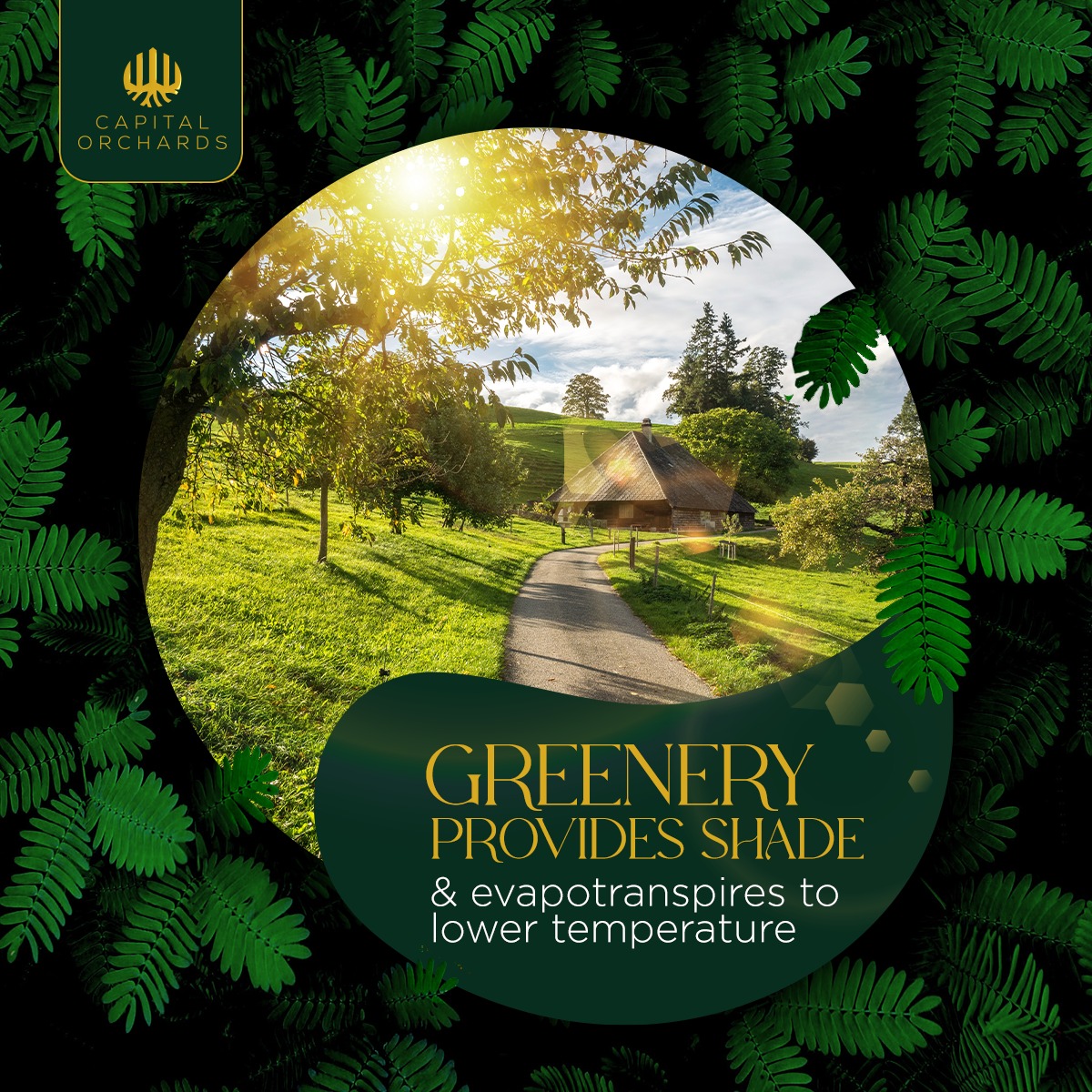 capitalorchards's tweet photo. Greenery provides shade and helps in lowering the temperature
For more information feel free to contact us on:
051-111-111-886
0311-115-5523
#capitalorchards #greenery #investment #OverseasPakistanis #organicfarms #lesspolution #organic https://t.co/MO46WsPOI0
