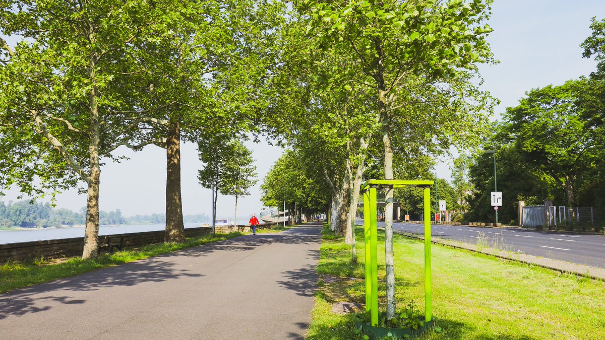 Die #Hitze macht auch den Straßenbäumen in #Düsseldorf zu schaffen. 🥵

Wer mag, kann städtischen Bäumen vor der eigenen Haustür einmal wöchentlich sechs Eimer Wasser geben. 🌳💧Bei Interesse stellt das Gartenamt auch Bewässerungssäcke zur Verfügung.

👉 duesseldorf.de/medienportal/p…