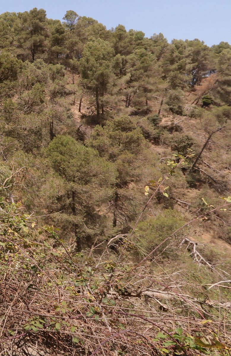 Jesús Palenzuela I. tweet media