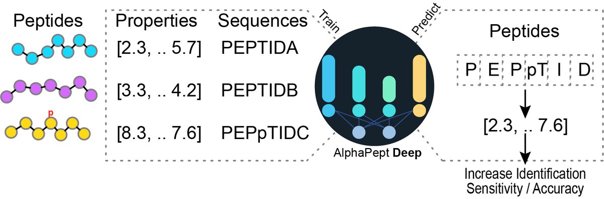 Are you looking for #DeepLearning models to predict peptide properties for #proteomics in just a few lines of code? AlphaPeptDeep, built on #PyTorch can do that and more. We show it with a HLA peptide prediction model to boost HLA DIA analysis. Check out:
biorxiv.org/cgi/content/sh…