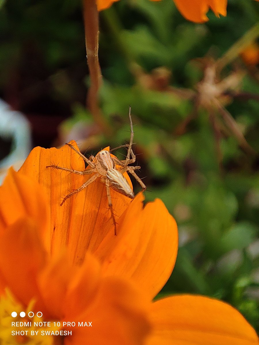 swadesh93's tweet image. Let me Climb 😁😊

#shotonredmi #RedmiNote10ProMax #Redmi #redmiindia