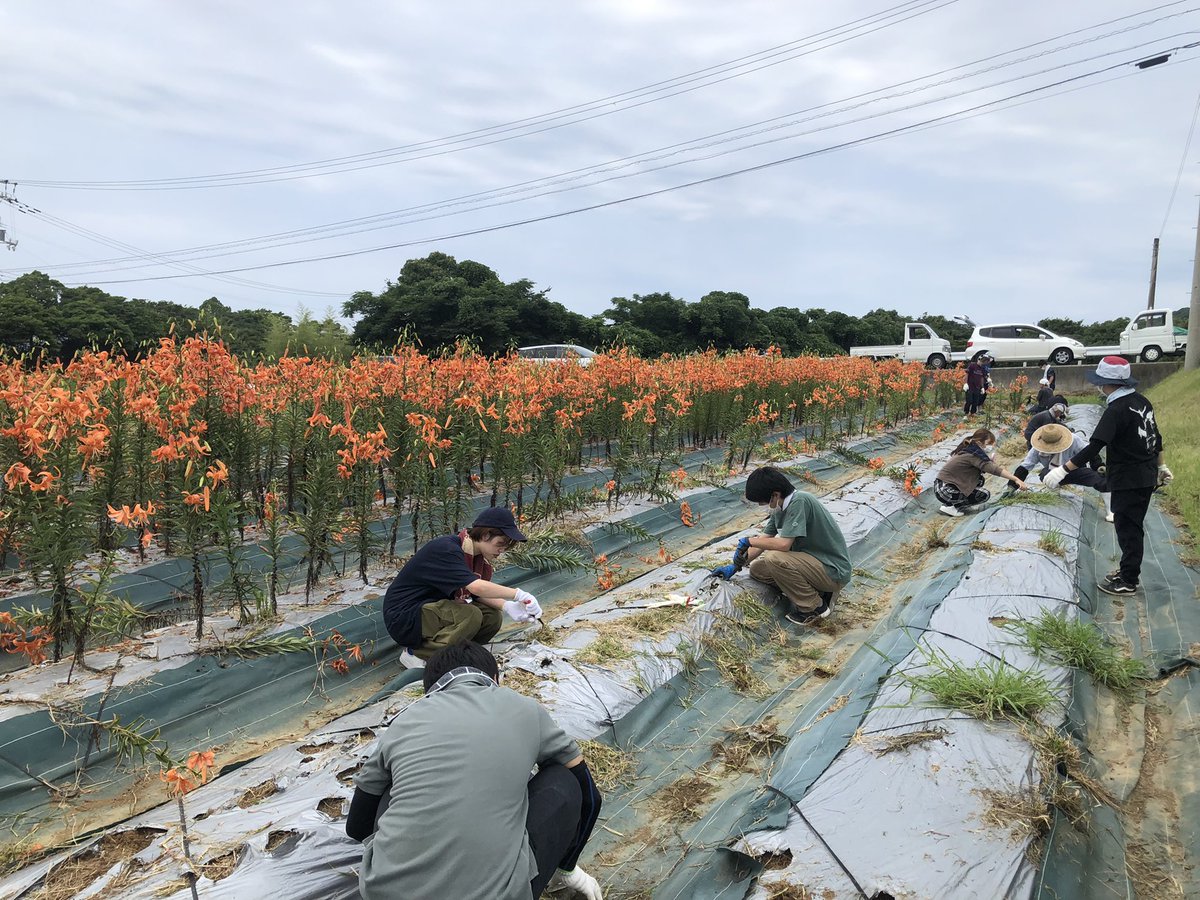 本日はユリの手入れ作業をお手伝いさせていただきました。
安田町のユリは、来年の朝ドラの主人公である牧野冨太郎が設立した牧野植物園とも提携して育てられています。