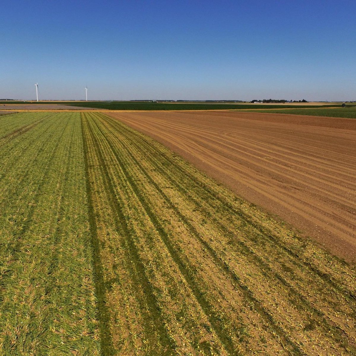 fermedesarches's tweet image. Ce week-end c’était #broyage chez nos #producteurs de #condiments ! 🧅🚜

Cette étape consiste à couper le feuillage encore vert du produit, avant que ce dernier ne soit arraché puis ramassé. Toutes ces étapes font partie de la récolte ! ☀️🌱@NouveauxChamps #HVE #BIO #ZRP #drone