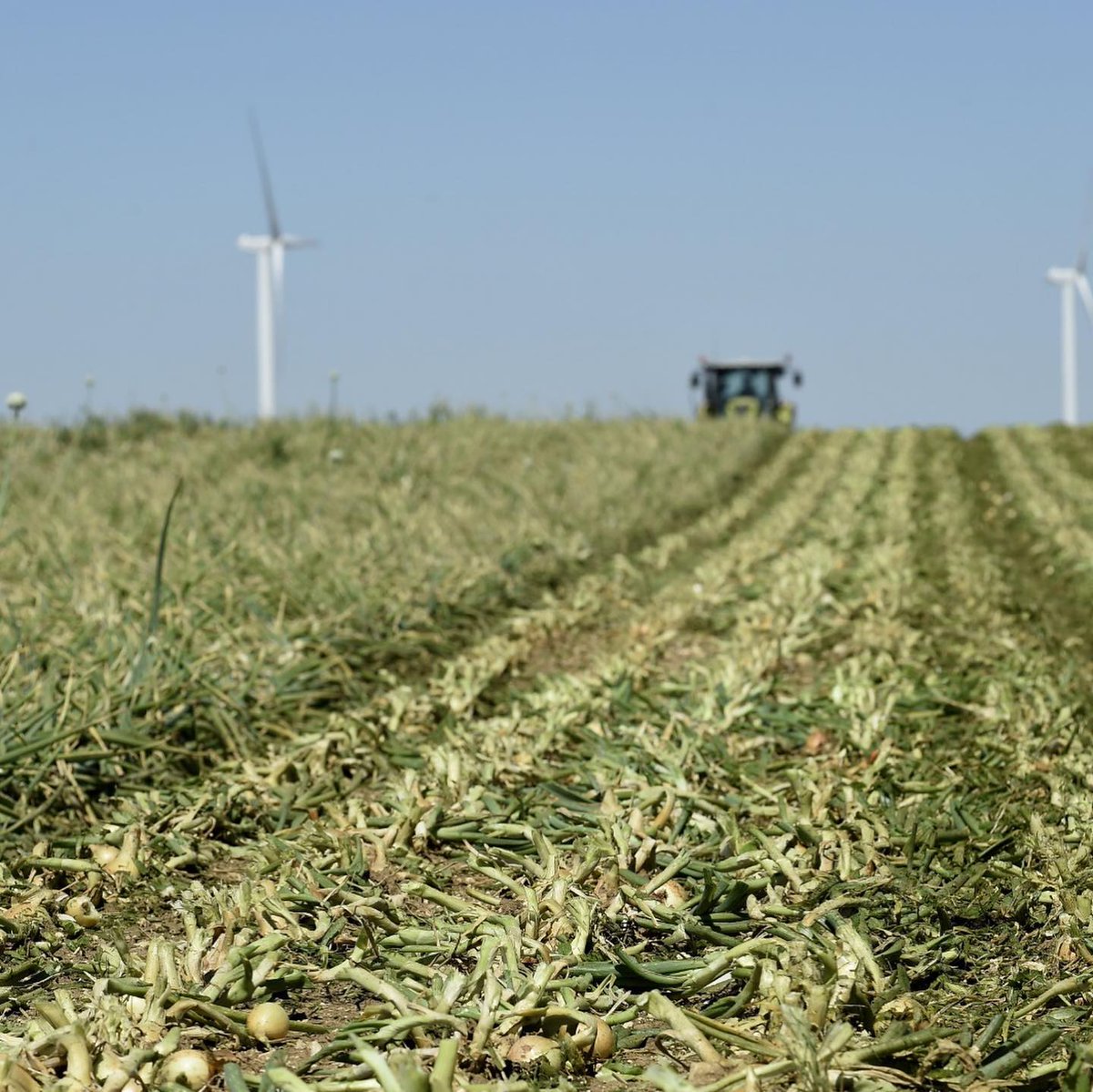 fermedesarches's tweet image. Ce week-end c’était #broyage chez nos #producteurs de #condiments ! 🧅🚜

Cette étape consiste à couper le feuillage encore vert du produit, avant que ce dernier ne soit arraché puis ramassé. Toutes ces étapes font partie de la récolte ! ☀️🌱@NouveauxChamps #HVE #BIO #ZRP #drone