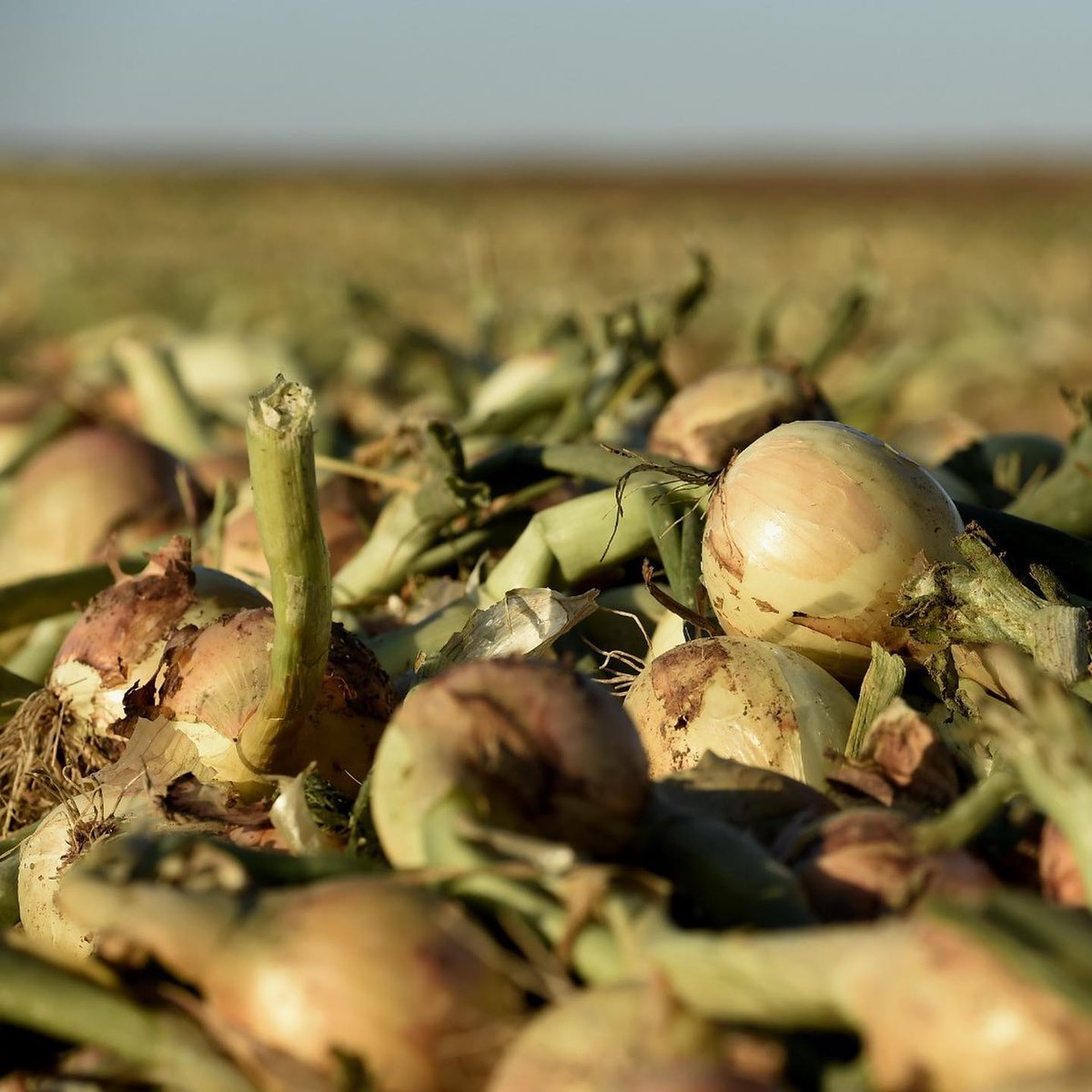 fermedesarches's tweet image. Ce week-end c’était #broyage chez nos #producteurs de #condiments ! 🧅🚜

Cette étape consiste à couper le feuillage encore vert du produit, avant que ce dernier ne soit arraché puis ramassé. Toutes ces étapes font partie de la récolte ! ☀️🌱@NouveauxChamps #HVE #BIO #ZRP #drone