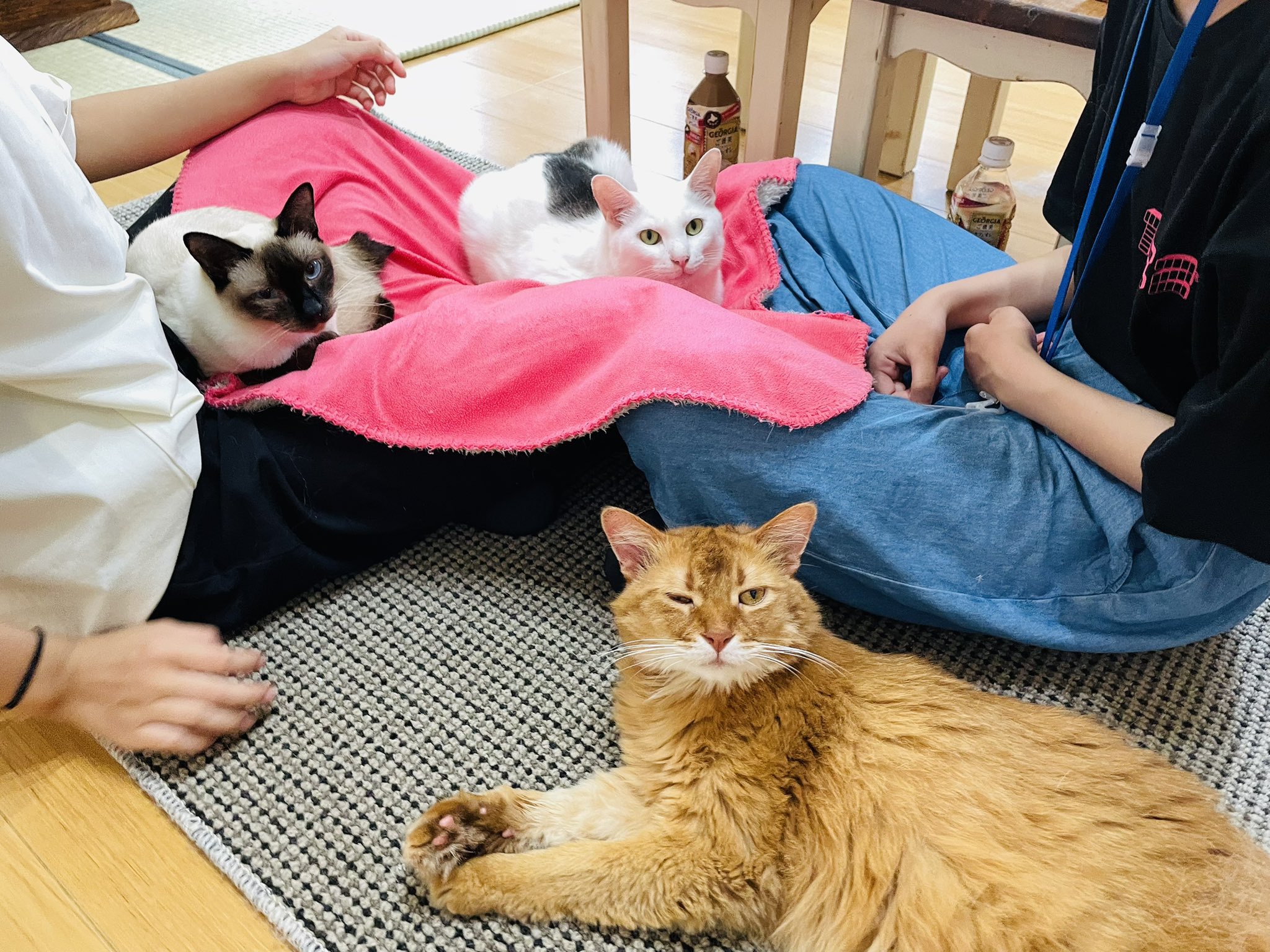 猫カフェ紅葉 大阪 泉南市 Nekocafemomiji Twitter