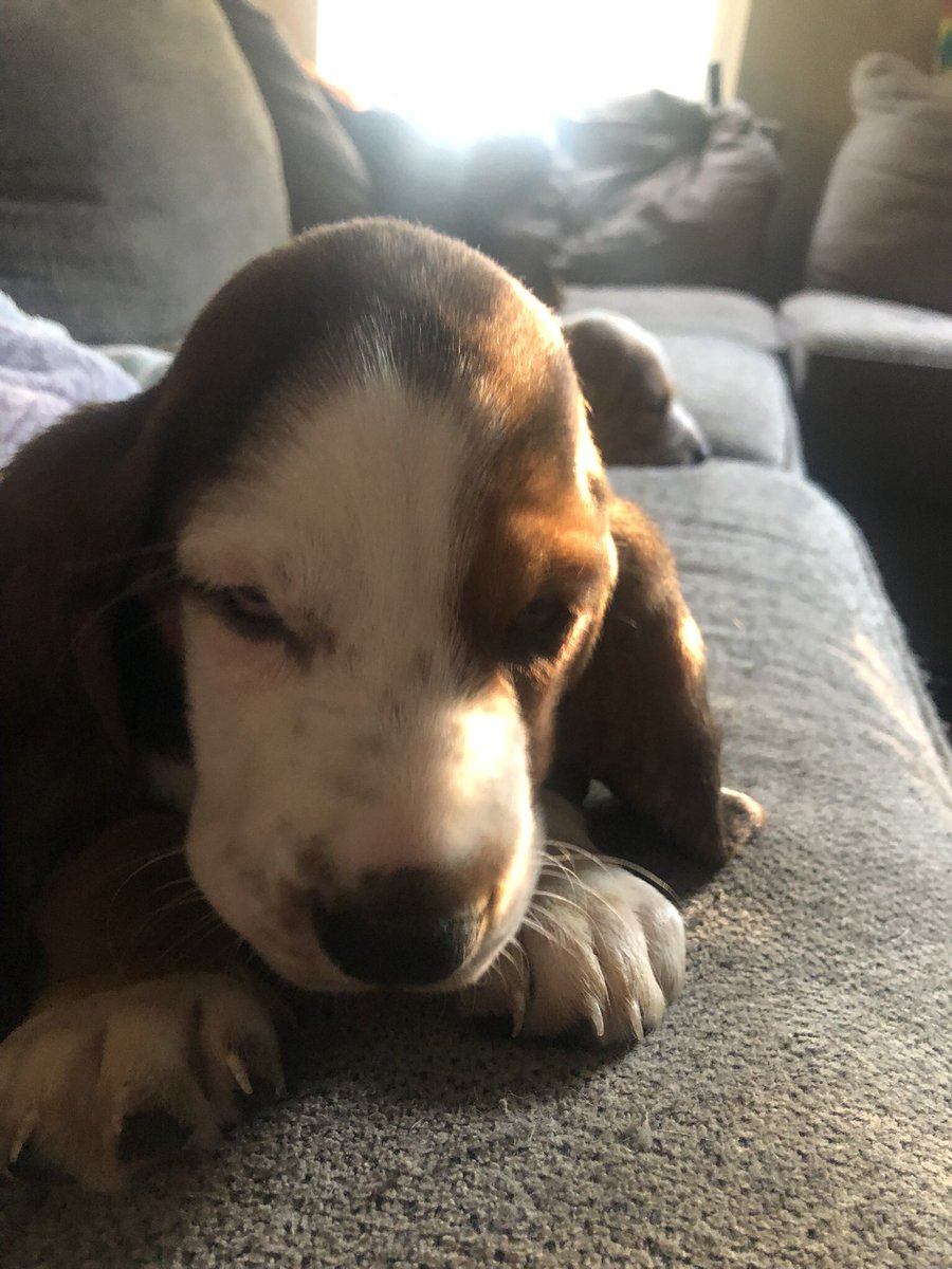 Renesmee doesn’t do Mondays. - or mornings 🌅in general!  (And oh, that skunky puppy breath!). Set up a virtual 📺meeting to see how beautiful her colors are in real life - she says afternoons preferred 😉🤣🐕 but any time works!  #bassethoundmoments #bassethoundpuppy