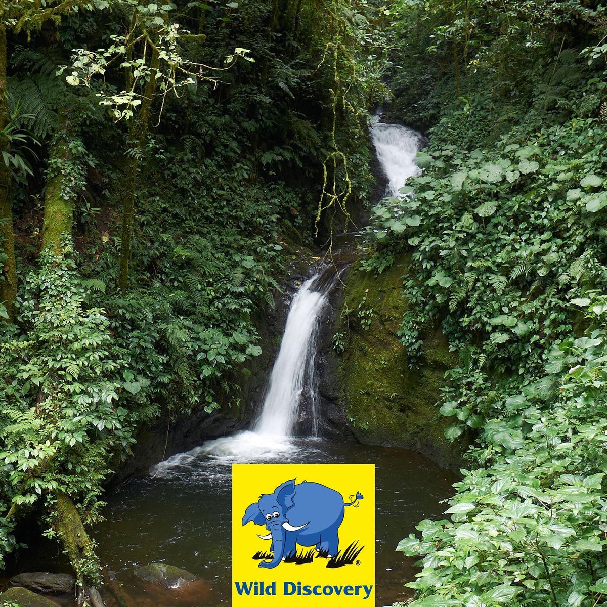 Embark on a luxury journey in Costa Rica with Wild Discovery.

Discover the landscapes of active volcanoes, cloud forests, sparkling beaches and tropical rainforests.
For more details, speak with one of our Destination Specialists on 01 56 56 46.