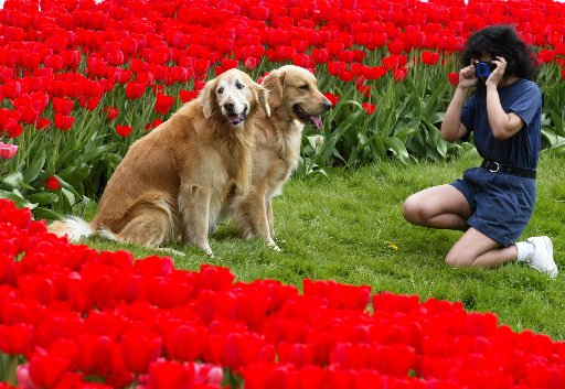 Welcome to another #ThrowbackThursday! It doesn’t happen often, but sometimes even the tulips get upstaged at the @CdnTulipfest 🐾. In this photo from 2002 we have 2 very handsome pooches stealing focus from all the tulips. And rightly so – just look at those faces!