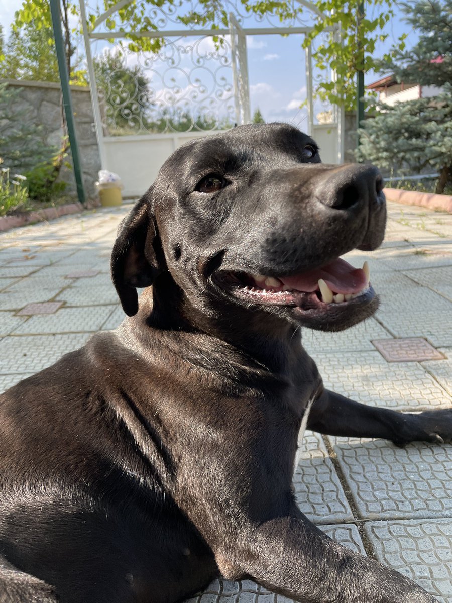 _greghousemd_'s tweet photo. I researched how to approach shy and anxious dogs without scaring them and tried them for her. She is still scared of everything except me and she just lets me pet her. Literally like a lap dog when I am around her.
Here are some photos of her https://t.co/PNw1PL7GTm