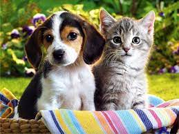 Fayette_Humane's tweet photo. Too hot to cook? Join us Thursday, July 21st at El Reposo in Fayetteville for Fayette Humane Society (FHS)'s Cause for Paws. Enjoy great food and excellent service, all for a great https://t.co/BISoZWi6Ge can order takeout or dine in and 10% of your bill will be donated for our https://t.co/Vem1zZopK0