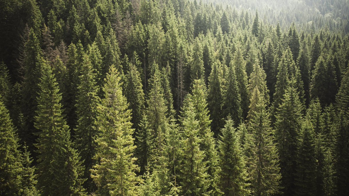 North American forests are a renewable natural resource, continuously replenished through sustainable forest management practices. Learn more in our Paper Production and Sustainable Forestry Fact Sheet!

bit.ly/3HVQg4l

#forestry #sustainableforestry #paperproduction