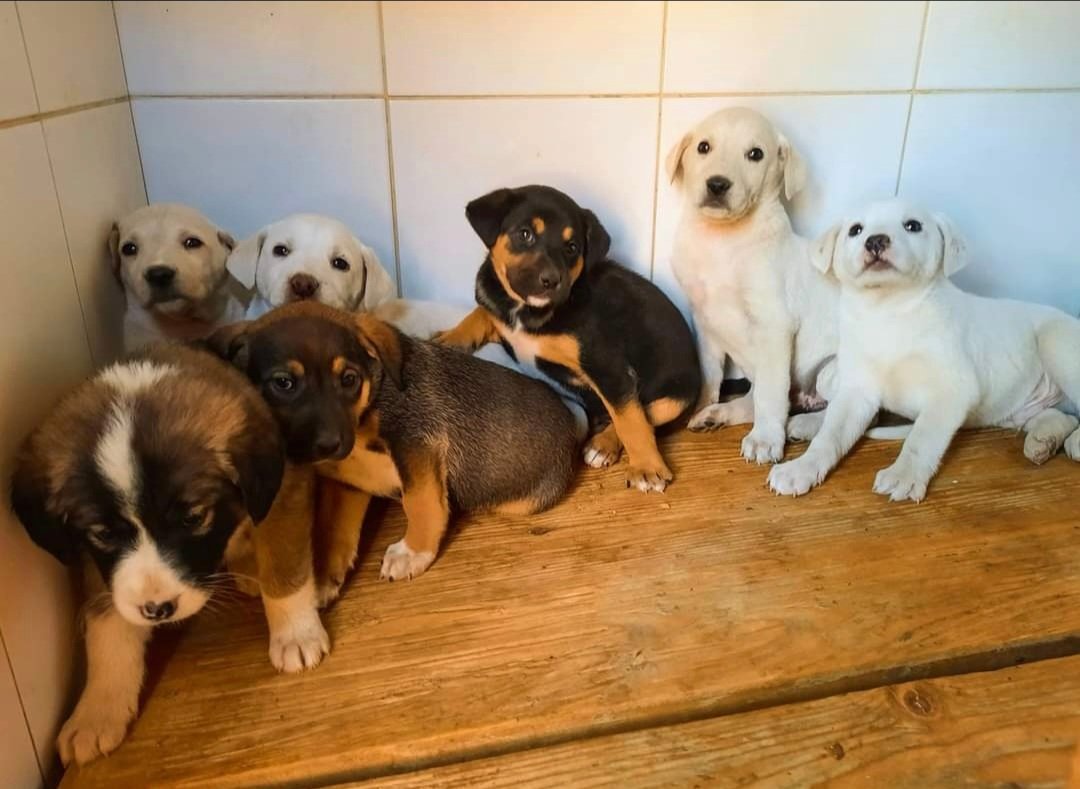 CryptoZisters's tweet photo. GM 👋 We want to start collecting some money for dog shelter in Tbilisi. If you  wish to contribute dog resque, please consider donation.🙏🏻
📢 announcement ⬇️
https://t.co/j1luCIljJQ
@GoGetFunding ✅️
https://t.co/LHWtbRxNsw 

#rescuedog #dogrescue #dogshelter #dogcharity https://t.co/tMyFEODGhI