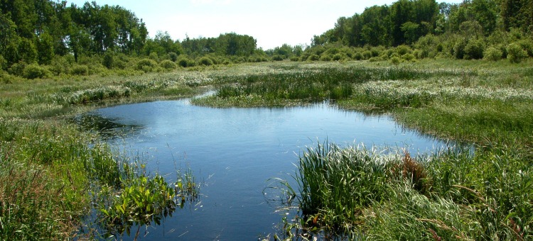 wearewatermn's tweet image. Minnesota has many types of wetlands. From bogs to marshes, swamps to wet meadows, each wetland has its own physical characteristics and hosts unique assemblages of vegetation and wildlife. Learn about our state’s different types of wetlands from @mndnr: dnr.state.mn.us/wetlands/index…