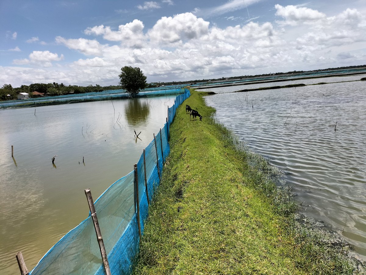 PolashSEIAS's tweet photo. Goats are grazing in the littoral zone of Shrimp pond,
Could be nice rearing goat and culture Shrimp together -can double the productivity of farmers in the coastal zone of Bangladesh.
But tidal effect of saline water is a threat. https://t.co/WfzBThdc0f