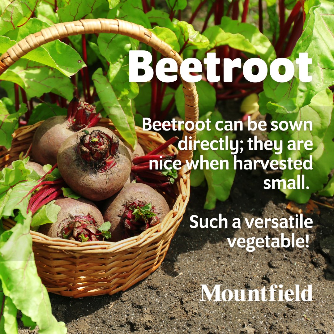 What should you sow and grow in July?

2. #Beetroot

For more read our latest blog by the fabulous #KateWatkinson 
@BurpeeEurope

mountfieldlawnmowers.co.uk/magazine/garde… 

#Mountfield #Mountfieldlawnmowers  #Mountfieldblog #gardeningtips